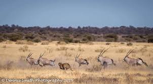 Pin On Kalahari Plains Camp Botswana Wilderness Safaris