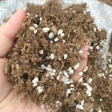 They can be grown from seed or purchased as a growing plant. Amazon Com Organic Earth Carnivorous Plant Soil Mix 1 Qt Organic Soil Carnivorous Plant Food Peat Moss And Perlite For Plants Terrarium Soil Pitcher Plant Soil Venus Fly