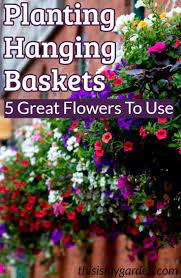 Planting Hanging Baskets 6 Great Annuals That Make Gorgeous Baskets Verbena Lantana Hanging Baskets Hanging Flower Baskets Container Gardening Vegetables