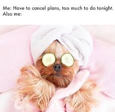 How To Declutter An Entire Room In One Afternoon Perros Lobos Bebes Perros Y Gatos Tiernos Productos Para Perros