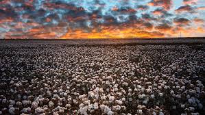 Live Enjoy A View Of Cotton Fields In China S Xinjiang Cgtn