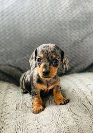 All puppies are born, raised, loved and socialized in our home from the moment of birth to the time they leave for their new homes. Tiny Miniature Dachshund Puppies In Dogsandpuppies Co Uk