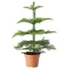 Araucaria Potplant Kamerspar Ikea Pflanzen Topfpflanzen Baume Pflanzen
