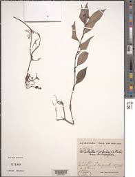 Image result for Stanfieldiella imperforata