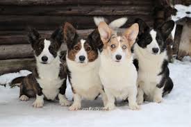 Black And White Cardigan Welsh Corgi Puppy Cardigan Welsh Corgi Cardigan Welsh Corgi Black Corgi Welsh Corgi