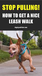 Has Walking Your Dog Turned Into A Constant Game Of Tug O War Use These 3 Tips To Train Your Dog To Stop Pulling On The L Dog Training Dog Leash Training Dogs
