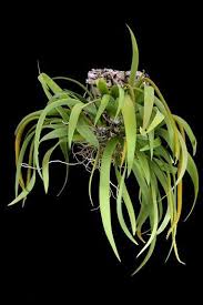 Image result for Oberonia