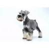 Resultado de imagen de perros schnauzer mini