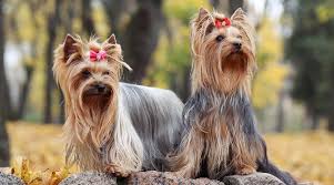 Check spelling or type a new query. West Highland Terrier Vs Yorkshire Terrier Breed Differences Similarities