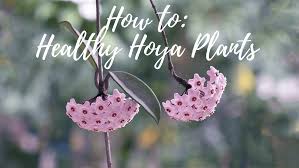 Image result for hoya plant flower