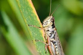 How to deter grasshoppers from garden. How To Keep Grasshoppers From Eating Your Garden Plants Yard Advancement