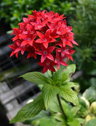 Image result for Pentas pubiflora