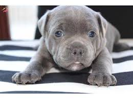 Secereli Blue Ingiliz Staffordshire Bull Terrier Yavrulari Kopek Dunyasi