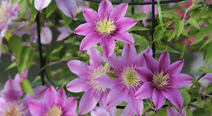 クレマチスにぴったりな植木鉢 植えたクレマチスをできるだけ簡単に管理する方法も 植木鉢ナビ