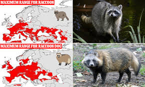 A group of raccoons is called a nursery. Raccoons Could Successfully Invade Uk And Wreak Ecological Havoc German Study Predicts Daily Mail Online