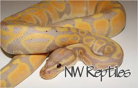 Maybe you would like to learn more about one of these? Northwest Reptiles Coral Glow And Banana Ball Python Description And Photos Ball Python Breeder