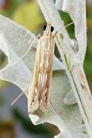 Image result for Euclasta