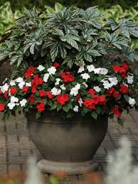 Check spelling or type a new query. Easy To Grow Annual Shade Flowers Hgtv
