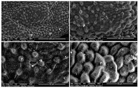 Foods Free Full Text Gc Ms Analysis Antioxidant And Antimicrobial Activities Of Achillea Odorata Subsp Pectinata And Ruta Montana Essential Oils And Their Potential Use As Food Preservatives Html