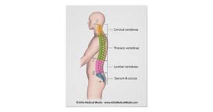 It is usually divided into two separate anatomic regions: Human Spine Anatomy Color Coded Labeled Poster Poster Zazzle Com