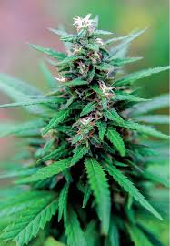 Image result for Cannabis sativa