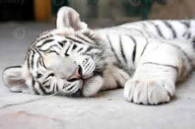 A white tiger sleeping on the ground 65826429 Stock Photo at Vecteezy