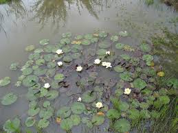 Image result for Lankesteria alba