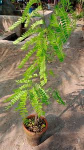 Image result for Cassia burttii