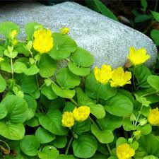 Image result for Lysimachia djalonis