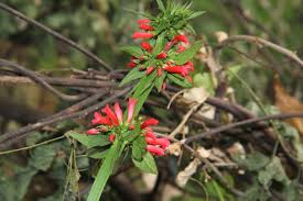 Image result for Russelia sarmentosa