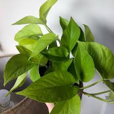 Philodendron Cordatum Goldilocks Philodendron Goldilocks In Gardentags Plant Encyclopedia