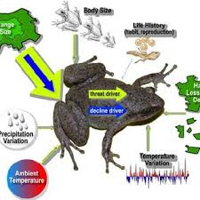 It is structurally similar to its close relative from the late jurassic period, eodiscoglossus, which was found in spain. Pdf Measuring The Meltdown Drivers Of Global Amphibian Extinction And Decline