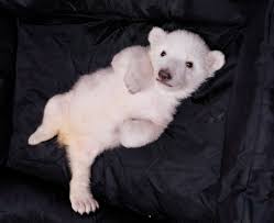 Males are born slightly larger than females. Detroit Zoo Welcomes First 2 Polar Bear Cubs Born Since 2004