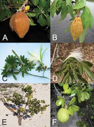 Image result for Malvaceae subfamily Bombacoideae