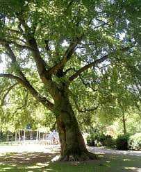 Neben der bekannten buche fagus sylvatica gibt es noch andere arten, die sich für eine pflanzung im garten eignen. Buche Tuepedia