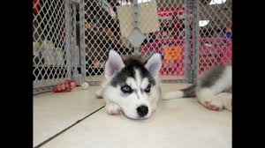 The siberian husky is a medium sized dog with a strong build. Siberian Husky Puppies Dogs For Sale In Tucson Arizona Az 19breeders Glendale Surprise Youtube
