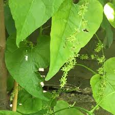 Image result for Stolzia heiligenthalii