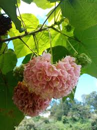 Image result for Dombeya torrida