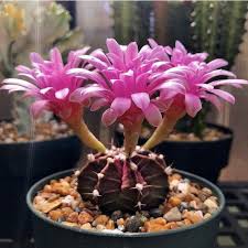 Cactus seeds are obtained by running sand though a sieve. Very Rare Gymnocalycium Mihanovichii Hibotan Ruby Ball Red Cap Moon Cactus Hibotan Gymnocalycium Rubra Gymnocalyciu Cactus Cactus Plants Cactus Terrarium