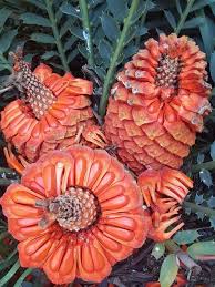 Is a variety or hybrid type of plant mature height: Tropical Beauties