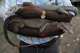 Over 2,726 monitor lizard pictures to choose from, with no signup needed. Monitor Lizards Penises Being Used As Talismans In India To Boost Sex Drive