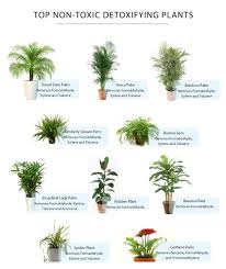 Plants That Improve Indoor Air Quality Plants Cat Plants Poisonous Plants