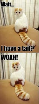 34 Super Funny And Cute Animal Pictures Cute Animal Pictures Animal Captions Funny Animal Pictures