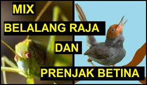 Burung cici padi cici sawah ngamuk dan bongkar isian di alam liar. Shev S Video Burung Masteran Lovebird Murai Batu Kacer Cucak Ijokenaricendet Mix Belalang Raja Dan Prenjak Betina Facebook