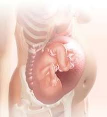 Pregnancy Tracker Day By Day Familyeducation
