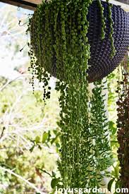 Mine grew rather fast outdoors in the warm temperate climate so it wasn't long before i knew it was time to propagate. Tips For Growing A String Of Pearls Plant Outdoors Instructables