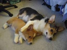 pin by heather rodriguez on corgi of course 2 cute corgi baby dogs corgi