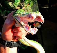 Green tree python teeth was upload by animalcarecollege100 was on january 23, 2015. Reptile News What An Incredible Set Of Teeth On This Non Venomous Emerald Tree Boa Photographer Joe Hymes Facebook