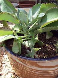 Mother Of Millions Plant Kalanchoe By Beneaththemagnolia On Etsy With Images Plants