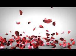Falling Rose Petals Youtube Rose Petals Falling Rose Petals Petals